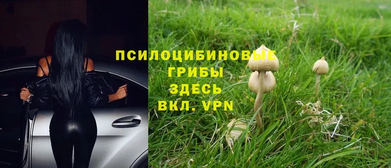 хочу   Муром  MEGA как войти  Галлюциногенные грибы Psilocybine cubensis 